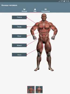 Мышцы человека android App screenshot 2
